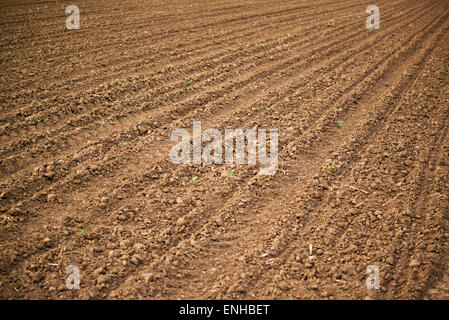 Agrarbereich, Ackerland Boden im Frühjahr für die Aussaat Stockfoto