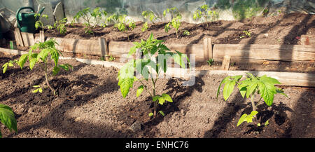 Tomaten-Jungpflanzen im Gewächshaus Stockfoto