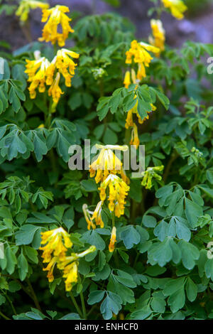 Corydalis lutea, Gelber Corydalis Blumen Stockfoto