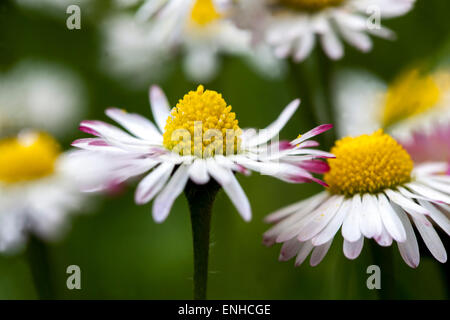 Gänseblümchen aus nächster Nähe, Bellis perennis wächst im Rasen Stockfoto