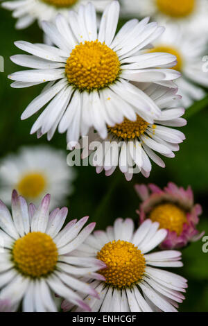 Gänseblümchen, Bellis perennis Allgemeine Gänseblümchen Rasen Gänseblümchen oder Englisch Gänseblümchen, Bruisewort krautigen kleinen Pflanzen Stockfoto