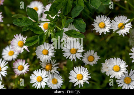 Englische Gänseblümchen, Bellis perennis, die im grasbewachsenen Rasengarten wachsen, Gänseblümchen im Rasen Stockfoto