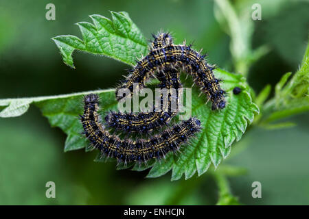 Kleine Tortoiseshell Schmetterling Raupe essen Nettle Blatt Aglais urticae Raupen Gruppe Stockfoto