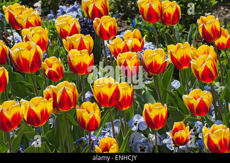 Tulpen (Tulipa), Kaiserkrone, Botanischer Garten, München, Upper Bavaria, Bavaria, Germany Stockfoto