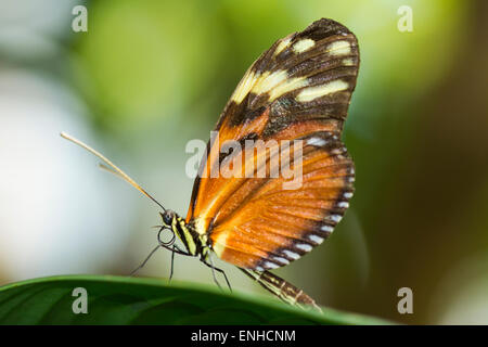 Tiger Longwing oder Golden Aigeus (Heliconius Aigeus) in das Schmetterlingshaus auf der Insel Mainau, Baden-Württemberg, Deutschland Stockfoto