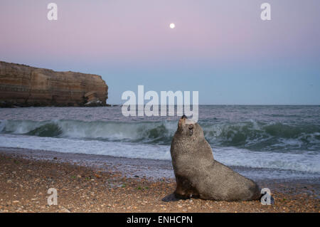 Südamerikanischer Seelöwe (Otaria Flavescens) im Mondlicht, Atlantikküste, Patagonien, Argentinien Stockfoto