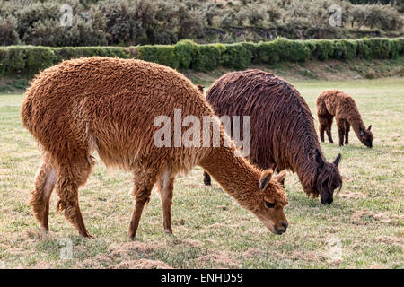 Alpakas (Vicugna Pacos) Weiden auf saftigen Wiese in der Nähe von Cusco, Peru Stockfoto