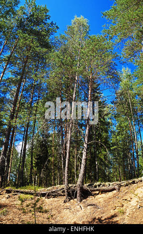 Sommer-Kiefernwald. Stockfoto