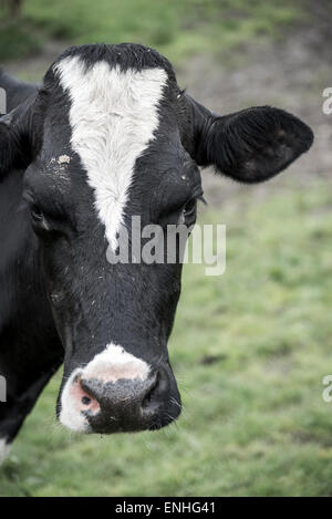 Nahaufnahme einer schwarzen und weißen Kuh gerichtete Kamera. Stockfoto