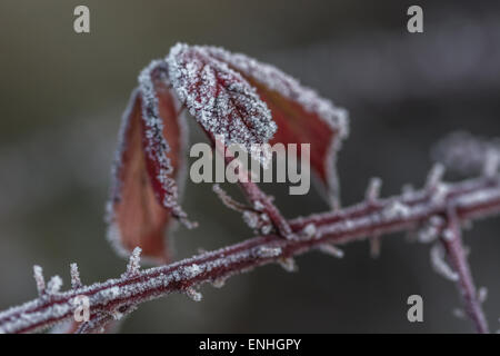 Frost-/Eiskristalle am Dornbusch verlässt. Frosty Blätter, Frost bedeckt. Stockfoto