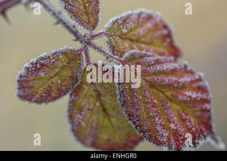 Frost-/Eiskristalle am Dornbusch verlässt. Frostigen Beziehungen Konzept, Frosty Blätter, Frost bedeckt. Stockfoto