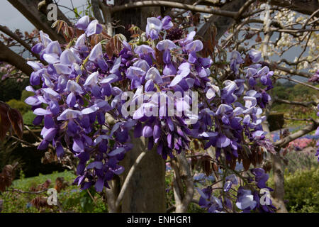 Wisteria Brachybotrys Murasaki-Kapitan in voller Blüte zu RHS Rosemoor Devon Stockfoto