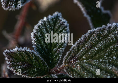 Frost / Eiskristalle auf Bramble Blättern. Frostigen Beziehungen Konzept. Stockfoto