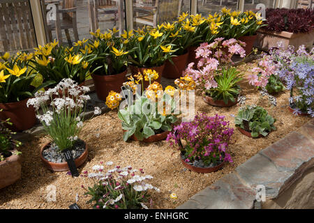 Blumen in der alpinen Gewächshaus an RHS Rosemoor, Devon, England, Großbritannien. Stockfoto