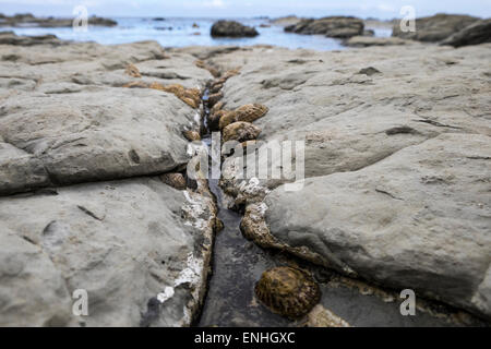 Napfschnecken auf dem Kalkstein-Sims, intertidal Bereich auf der Kaikoura Peninsula in New Zealand. Stockfoto