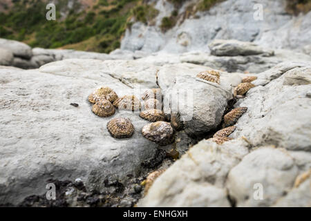 Napfschnecken auf dem Kalkstein-Sims, intertidal Bereich auf der Kaikoura Peninsula in New Zealand. Stockfoto