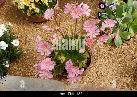 Lewisia Cotyledon Siskiyou wächst in einem alpinen Gewächshaus im RHS Garden am Rosemoor Great Torrington Devon Stockfoto