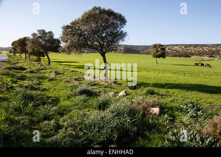 Landschaft mit wilden Eseln, Karpaz Halbinsel, Nord-Zypern Stockfoto