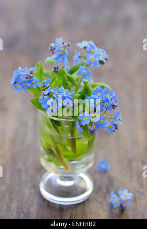 Vergissmeinnicht [Myosotis Sylvatica] in vase Stockfoto