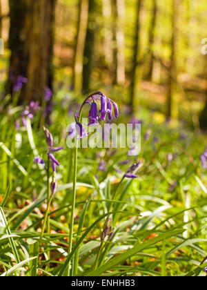 Glockenblumen ((Hyacinthoides non-Scripta) in einem Wald, Anfang Mai, Irland Stockfoto