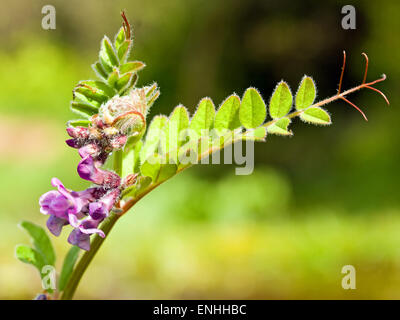 Bush-Wicke (Vicia Sepium) Mai, Irland Stockfoto