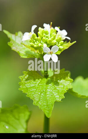 Knoblauch Senf (Alliaria Petiolata) Mai, Irland Stockfoto