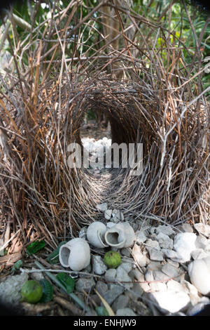 Laube der großen Laubenvogel (Chlamydera Nuchalis) mit Muscheln, Kimberley, Western Australia, WA, Australien Stockfoto