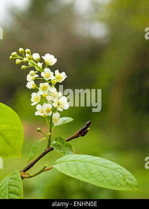 Vogel Kirschbaum (Prunus Padus) in Blüte, Mai, Irland Stockfoto