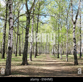 Ersten Frühling Grünen im Birkenwald Stockfoto