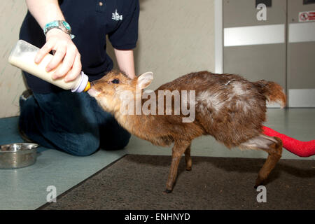 Muntjac Rotwild mit gebrochenem Bein wird Flasche gefüttert Stockfoto