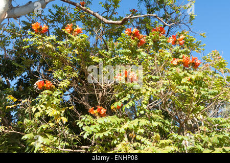 Afrikanischer Tulpenbaum (Spathodea Campanulata), Mount Barnett Roadhouse, Kimberley-Region, Western Australia Stockfoto