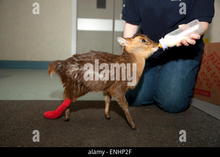 Baby Muntjac Rotwild mit gebrochenem Bein wird Flasche gefüttert Stockfoto