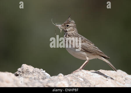 Erklommene Lerche Galerida Cristata, einziger Vogel auf Felsen, Zypern, April 2015 Stockfoto