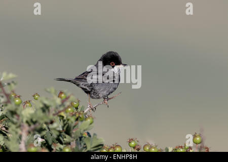 Zypern-Grasmücke, Sylvia Melanothorax, einzelnes Männchen auf Barsch, Zypern, April 2015 Stockfoto