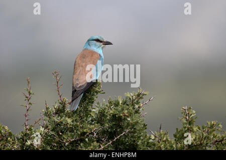 Blauracke Coracias Garrulus, einziger Vogel auf Barsch, Zypern, April 2015 Stockfoto