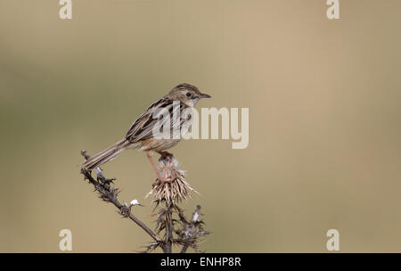 Fan-tailed Warbler oder drolligen Cistensänger, Cistensänger kommt, einziger Vogel auf Barsch, Zypern, April 2015 Stockfoto