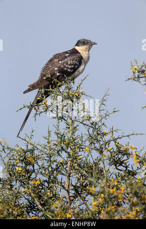 Großen gefleckten Kuckuck, Clamator Glandarius, einziger Vogel auf Barsch, Zypern, April 2015 Stockfoto