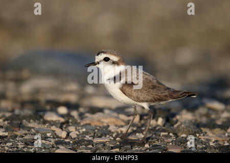 Seeregenpfeifer Charadrius Alexandrinus, einzelne Weibchen am Boden, Zypern, April 2015 Stockfoto