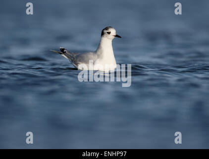 Kleine Möve, Larus Minutus, einziger Vogel im Wasser, Zypern, April 2015 Stockfoto