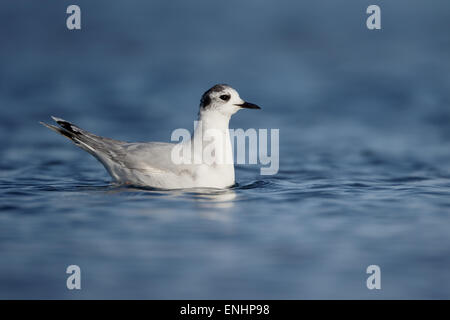 Kleine Möve, Larus Minutus, einziger Vogel im Wasser, Zypern, April 2015 Stockfoto