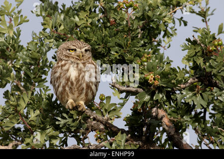 Steinkauz, Athene Noctua, einziger Vogel in Barsch, Zypern, April 2015 Stockfoto