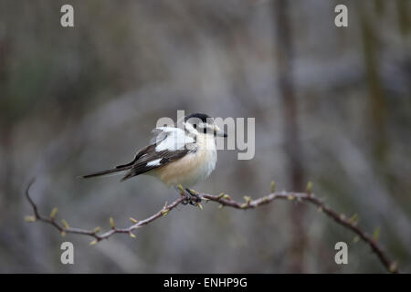 Maskierte Shrike, Lanius Nubicus, einziger Vogel auf Barsch, Zypern, April 2015 Stockfoto