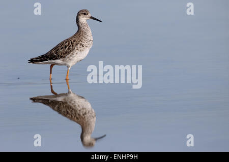 Ruff, Philomachus Pugnax, einziger Vogel im Wasser, Zypern, April 2015 Stockfoto