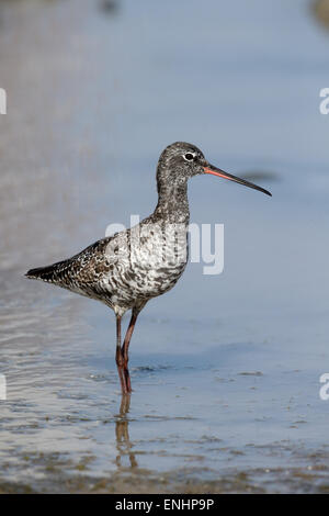 Gefleckte Rotschenkel Tringa Erythropus, einziger Vogel im Wasser, Zypern, April 2015 Stockfoto