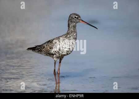 Gefleckte Rotschenkel Tringa Erythropus, einziger Vogel im Wasser, Zypern, April 2015 Stockfoto