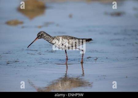 Gefleckte Rotschenkel Tringa Erythropus, einziger Vogel im Wasser, Zypern, April 2015 Stockfoto