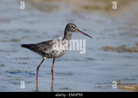 Gefleckte Rotschenkel Tringa Erythropus, einziger Vogel im Wasser, Zypern, April 2015 Stockfoto