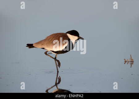 Sporn-winged Plover oder Kiebitz, Vanellus Spinosus, einziger Vogel im Wasser, Zypern, April 2015 Stockfoto