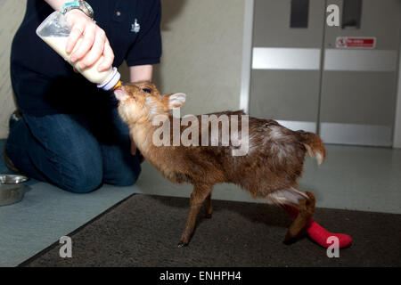 Juvenile Muntjac Rotwild mit gebrochenem Bein wird Flasche gefüttert Stockfoto