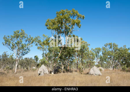 Termiten Grabhügel in der Savanne, Charnley Flussbahnhof, Kimberley, Western Australia, Australia Stockfoto